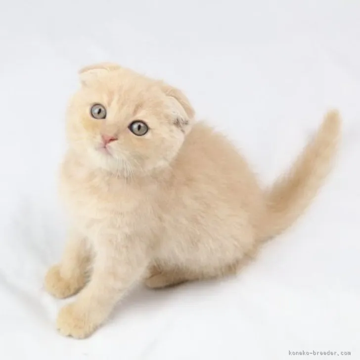 ID：2306-01146の子猫