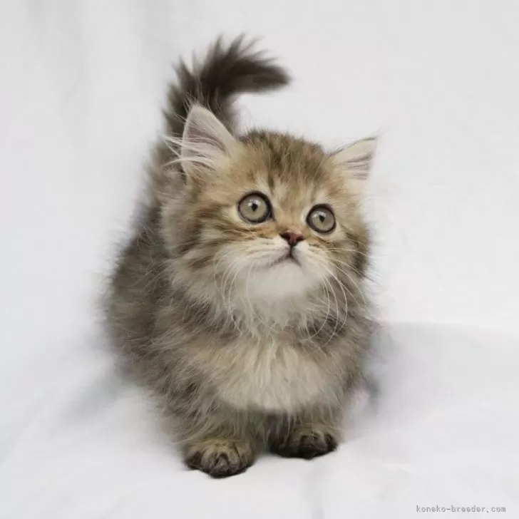 ID：2404-00558の子猫