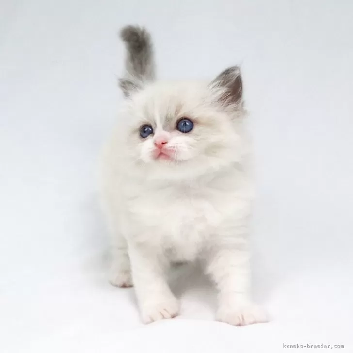ID:2404-01896の子猫
