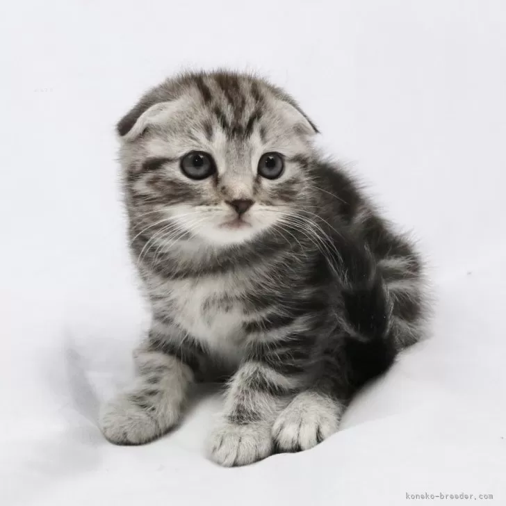 ID:2412-00559の子猫