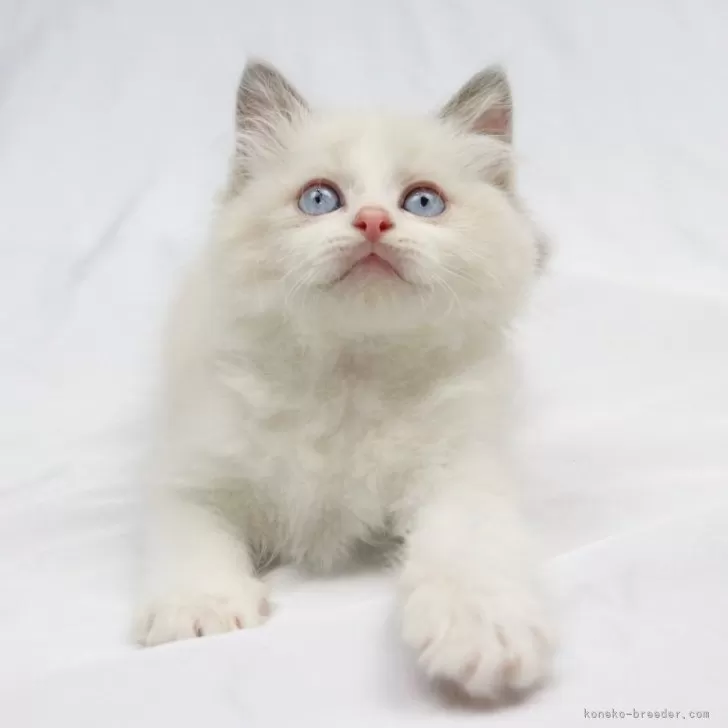 ID：2404-01898の子猫