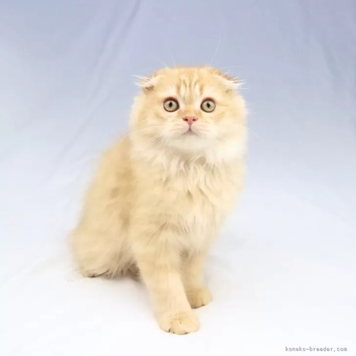 ID:2402-01753の子猫