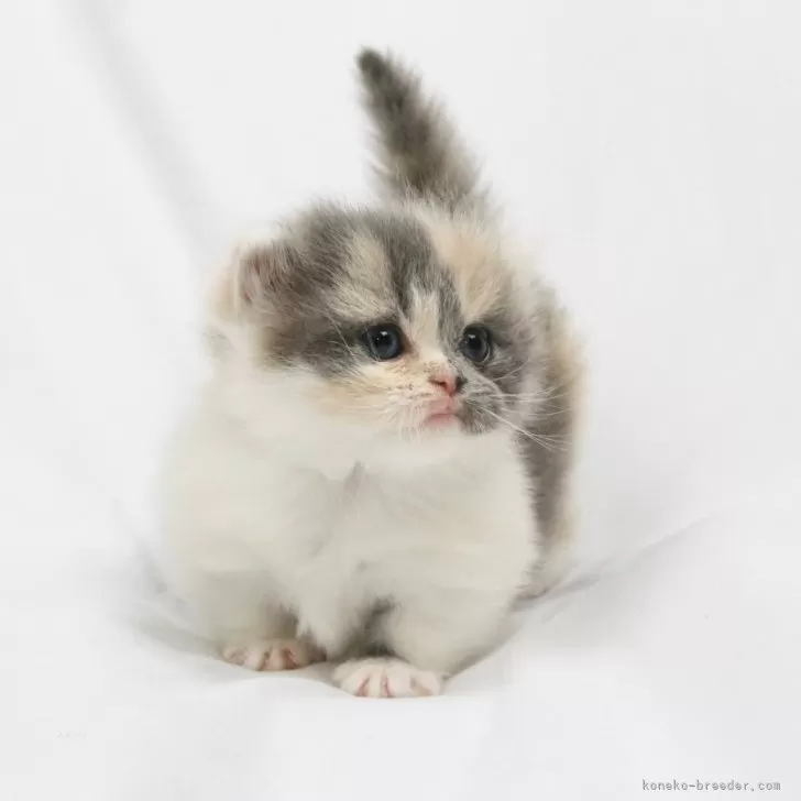 ID：2412-00560の子猫