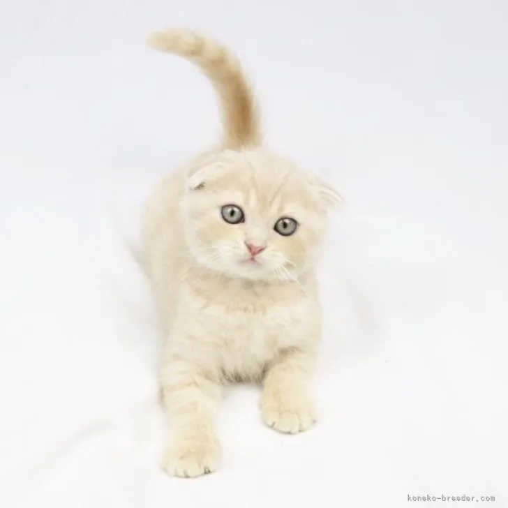 ID:2306-01148の子猫