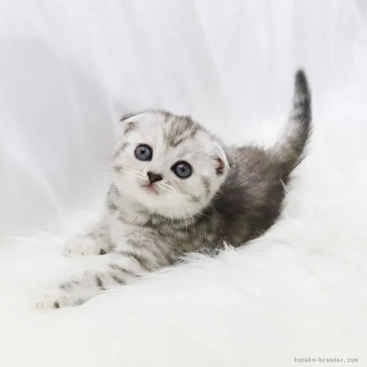 ID:2209-02790の子猫