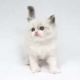 ラグドール【愛知県・女の子・2024年3月6日・ブルーポイントバイカラー】の写真1