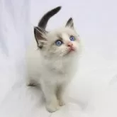 ラグドール【愛知県・女の子・2024年4月19日・シールポイントバイカラー】の写真1