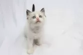ラグドール【愛知県・女の子・2024年4月19日・シールポイントバイカラー】の写真2