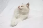 ラグドール【愛知県・男の子・2024年3月6日・ブルーポイントバイカラー】の写真2