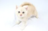 スコティッシュフォールド(立ち耳)【愛知県・男の子・2023年5月5日・レッドシルバータビー】の写真3