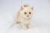 スコティッシュフォールド(立ち耳)【愛知県・男の子・2023年5月5日・レッドシルバータビー】の写真4