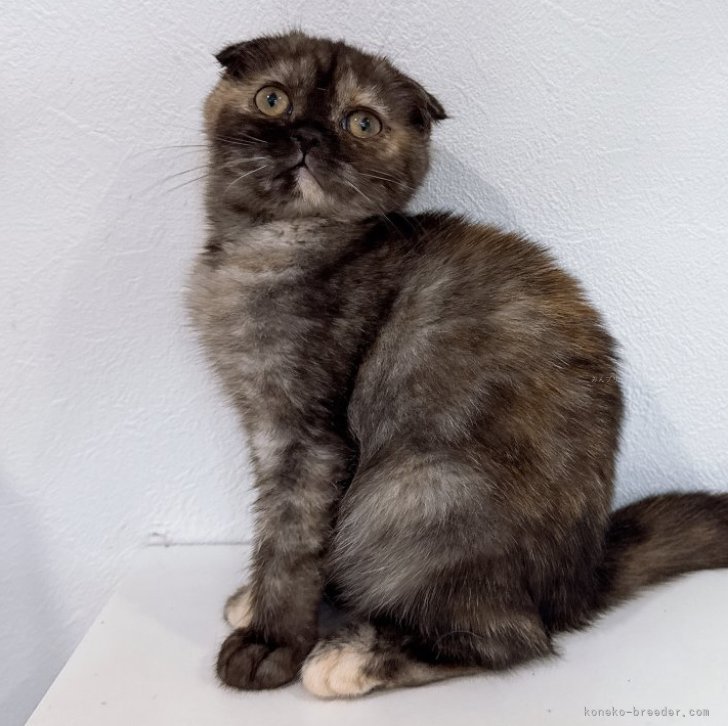 ブリーダー画像