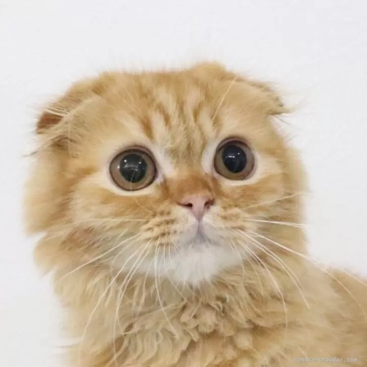 ID：2508-00730の子猫