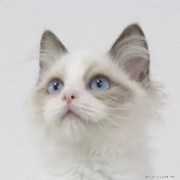 T.Y 様のお迎えした子猫