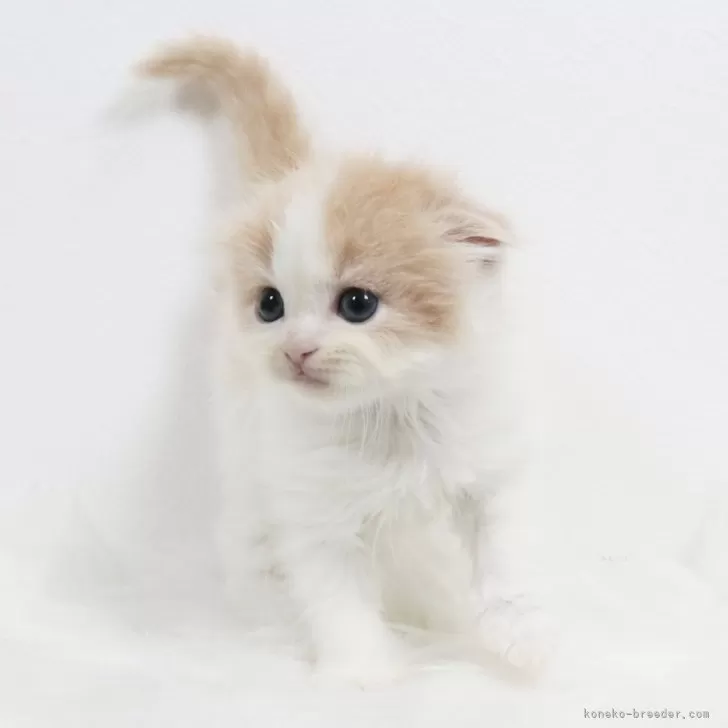 ID:2505-00412の子猫
