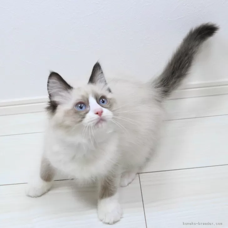 ID:2412-02451の子猫