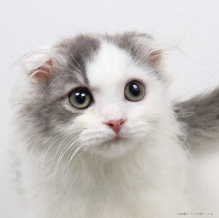 ブリーダー画像