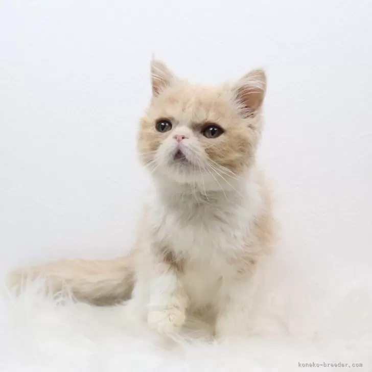 ID:2505-02931の子猫