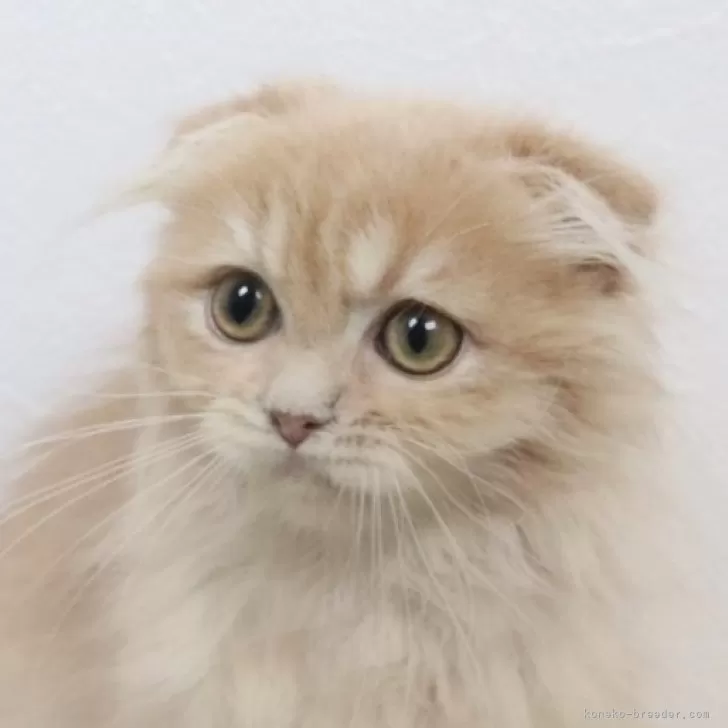 ID:2507-01428の子猫