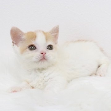 ミヌエット(短足)【愛知県・女の子・2025年2月28日・レッドタビーアンドホワイト（ロングヘア）】の写真「小柄な女の子！」