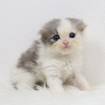 スコティッシュフォールド(折れ耳)【愛知県・男の子・2025年6月20日・ブルーアンドホワイト（ロングヘア）】の写真「お耳ぺったり！」