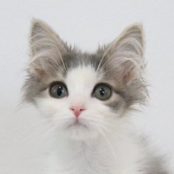 マンチカン(長足)【愛知県・男の子・2025年9月4日・ブルータビーアンドホワイト】の写真「甘えん坊な男の子💕」