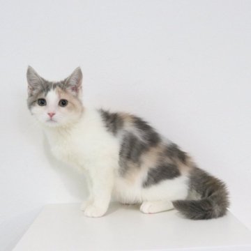 マンチカン(長足)【愛知県・女の子・2025年9月4日・ダイリュートキャリコ】の写真「甘えん坊な女の子💕」