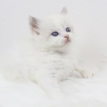 ラグドール【愛知県・男の子・2025年3月14日・ブルーポイントバイカラー】の写真「むちむちコロコロダミアbaby！」