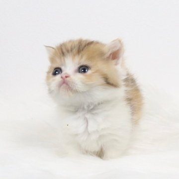 ミヌエット(短足)【愛知県・女の子・2025年2月28日・ブラウントービーアンドホワイト（ロングヘア）】の写真「激カワミヌエット！」