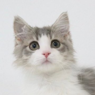 マンチカン(長足)【愛知県・男の子・2025年9月4日・ブルータビーアンドホワイト】の写真「甘えん坊な男の子💕」