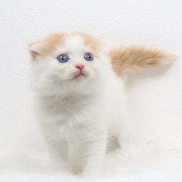 スコティッシュフォールド(折れ耳)【愛知県・男の子・2025年4月11日・レッドタビーアンドホワイト（ロングヘア）】の写真「フワフワくりくりおめめ！」
