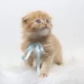 スコティッシュフォールド(折れ耳)