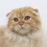 スコティッシュフォールド(折れ耳)