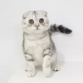 スコティッシュフォールド(折れ耳)