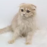 スコティッシュフォールド(折れ耳)