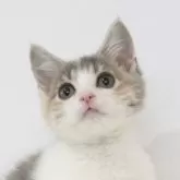 マンチカン(長足)