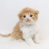 スコティッシュフォールド(折れ耳)