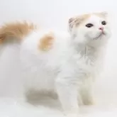スコティッシュフォールド(折れ耳)
