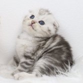 スコティッシュフォールド(折れ耳)