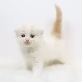 スコティッシュフォールド(折れ耳)