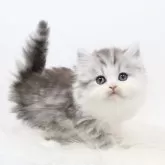 ミヌエット(長足)