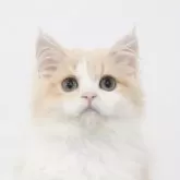 ミヌエット(長足)