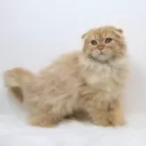 スコティッシュフォールド(折れ耳)