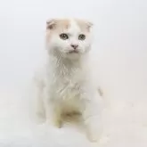 スコティッシュフォールド(折れ耳)