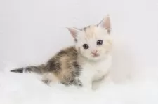 マンチカン(短足)【愛知県・女の子・2025年4月12日・シルバーパッチドタビー】の写真2