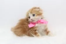 スコティッシュフォールド(折れ耳)【愛知県・女の子・2025年4月11日・レッドタビーアンドホワイト】の写真2