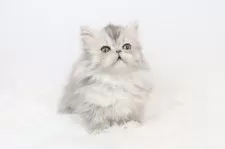 ミヌエット(短足)【愛知県・男の子・2025年10月26日・ブルータビー】の写真2