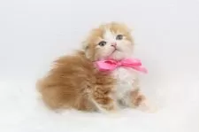 スコティッシュフォールド(折れ耳)【愛知県・女の子・2025年4月11日・レッドタビーアンドホワイト】の写真3