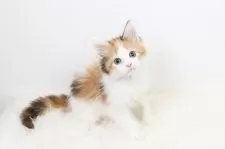 メインクーン【愛知県・女の子・2025年6月26日・キャリコ】の写真10