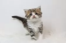 ミヌエット(長足)【愛知県・男の子・2025年6月15日・ブラウンタビーアンドホワイト】の写真3